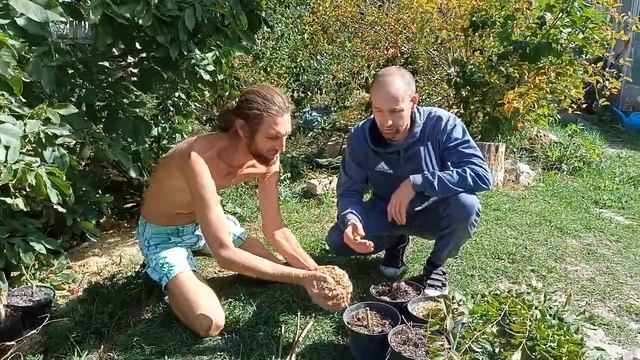 Черенкование Форзиции .)Два Александра :-)) смотреть онлайн