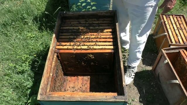 Чтобы предотвратить роение, уничтожаем все маточники, кроме... смотреть онлайн