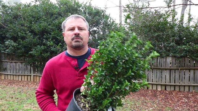 How To Grow Green Spire Euonymus (Upright Narrow Evergreen Shrub)