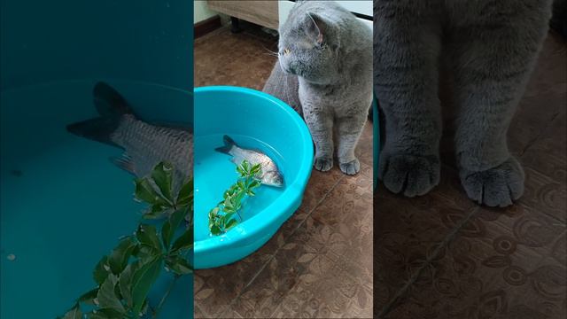 хочу достать рыбу но боюсь воды смотреть онлайн