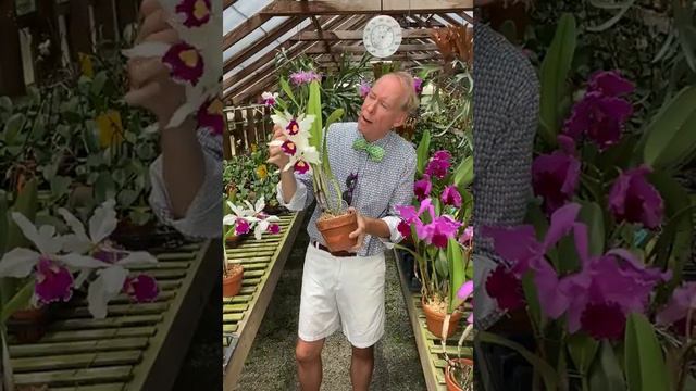 Summer Blooming Cattleyas - C warscewiczii and it's Hybrids смотреть онлайн