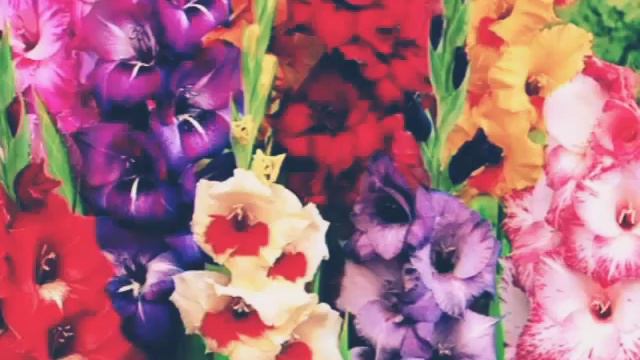 Какой ты цветок по знаку зодиака? смотреть онлайн