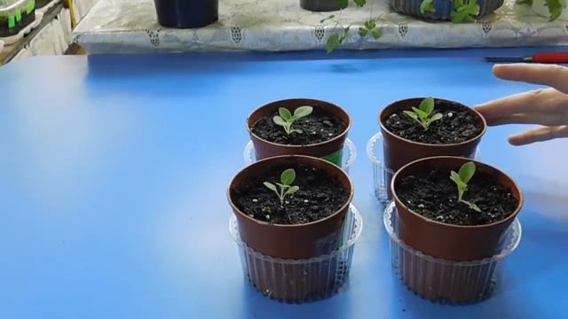 ??? Глоксиния из семян, полный цикл выращивания смотреть онлайн