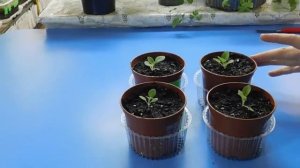 ??? Глоксиния из семян, полный цикл выращивания