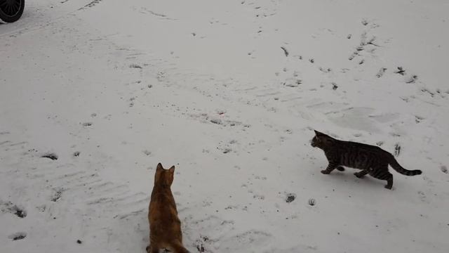 Cats in the snow - Laser dot battle game смотреть онлайн