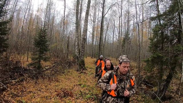 КВО 4 Открытие загонной охоты на копытных Матокса Октябрь 2019 года смотреть онлайн