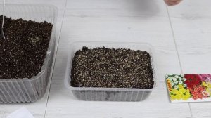 Как посадить многолетнюю Хризантему на рассаду