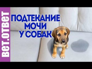 Чем лечить недержание мочи у собак.
