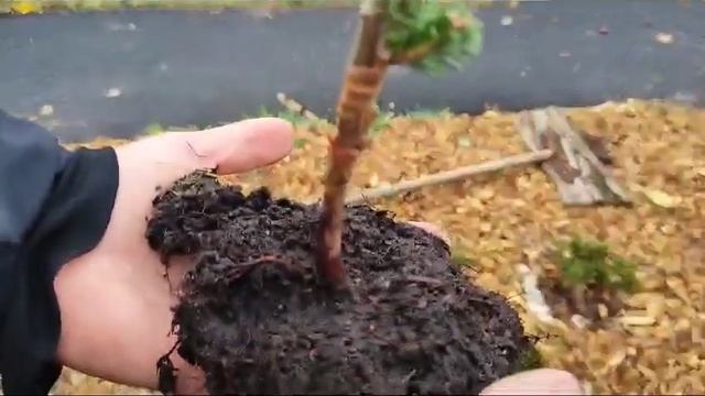 Нашли корневую шейку у пихты Оберон.Пришлось вывернуть на изнанку весь п 9.