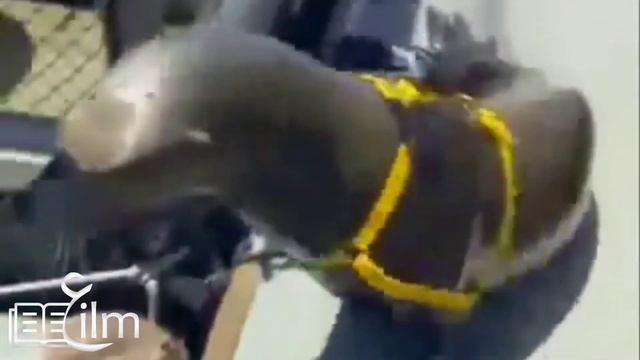 Dolphins on security for Largest American Atomic Assets (Very Interesting Video to watch) смотреть онлайн