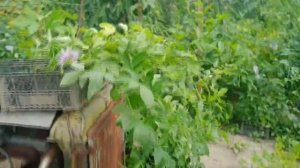 Мой личный рекорд. Маракуйя Северная 2021.