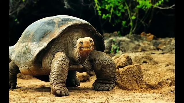 Животный мир планеты Земля смотреть онлайн