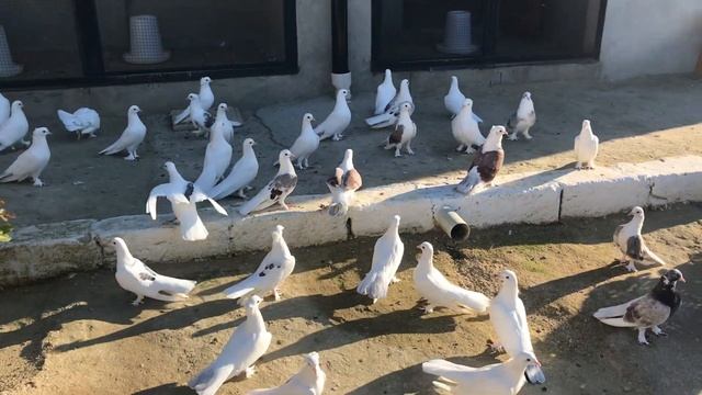 Бакинские голуби #baku #pigeons смотреть онлайн
