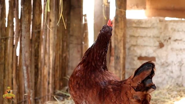 Não interfira na rotina das Galinhas - Dicas de OURO смотреть онлайн