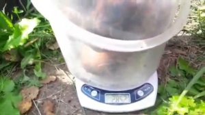 Сбор картофеля сорта Уника и типа Сарпо Мира   Классные советы дает @vogorode.pro  Урожай 2020