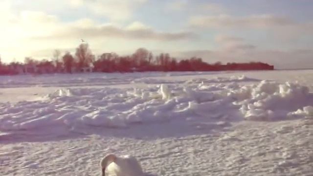 Лебеди зимуют в Рижском заливе.14.02.2011г./ор.**/ смотреть онлайн