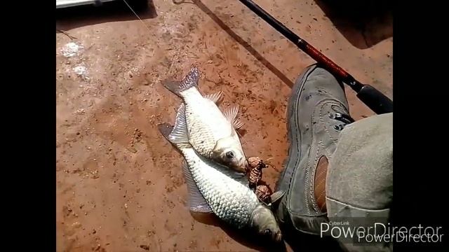 РЫБАЛКА НА реке ДОМОТКАНЬ. ЛОВЛЯ ТРОФЕЙНЫХ КАРАСЕЙ. Верхнеднепровский р-н. смотреть онлайн