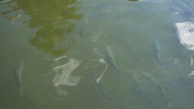 Размеры моего пруда и количество рыб в моём небольшом прудике смотреть онлайн