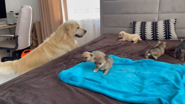 Golden Retriever Meets Puppies for the First Time смотреть онлайн