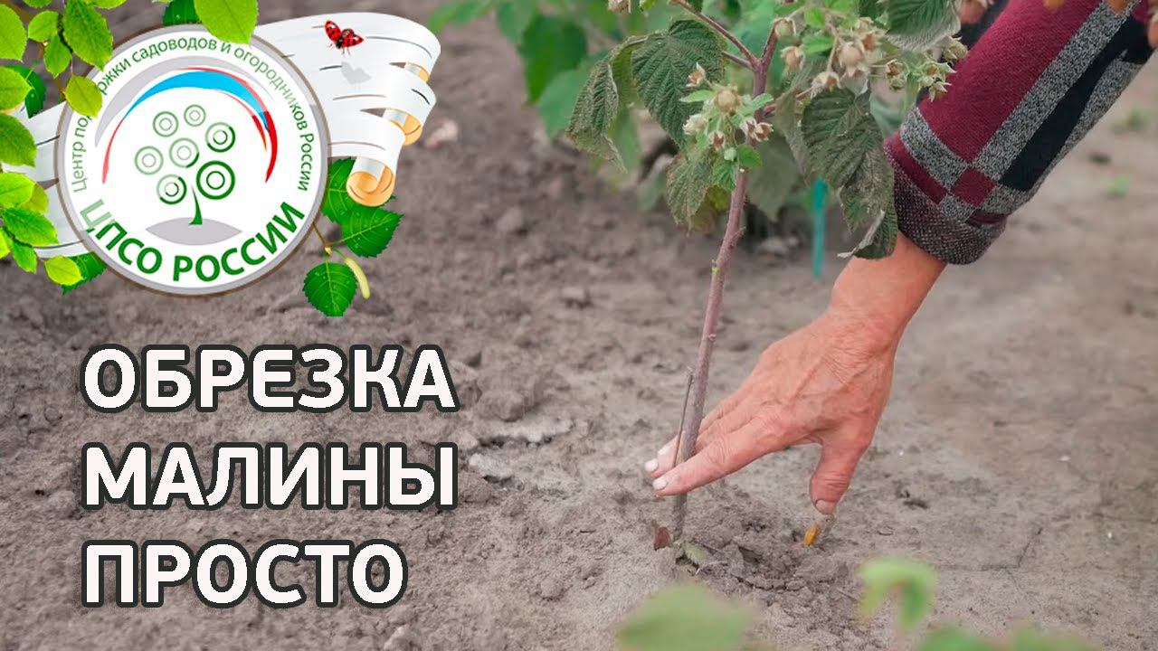 Обрезка ремонтантной малины. Как обрезать ремонтантную малину. смотреть онлайн