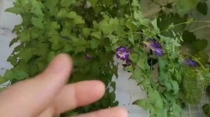 АЗАРИНА лазающая, для озеленения балкона, выращивание и уход на лоджии. Часть 12