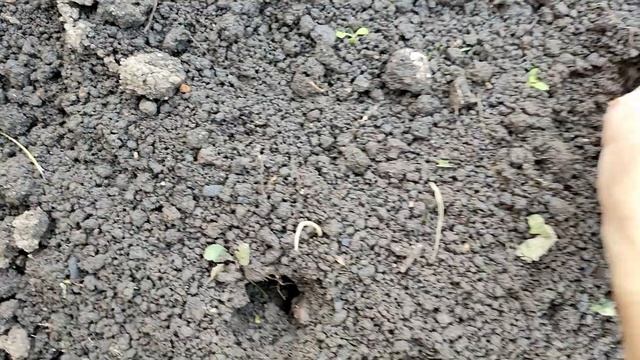 Чеснок и лук - правильно сажаем под зиму (часть 1 - посадка) смотреть онлайн