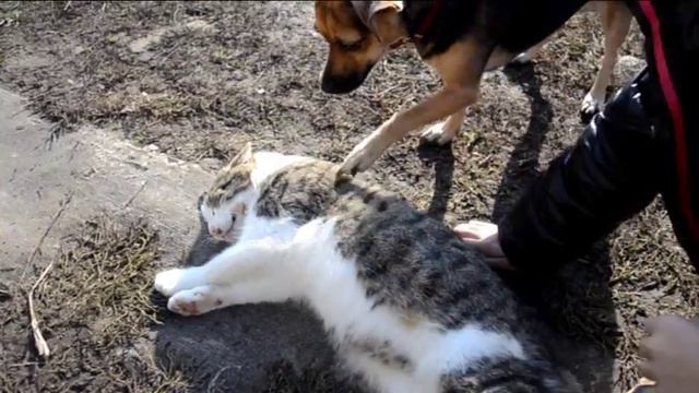 кот борис смотреть онлайн