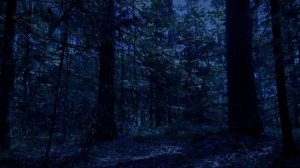 Ночной лес  Релакс. Звуки ночного леса для спокойного сна.
