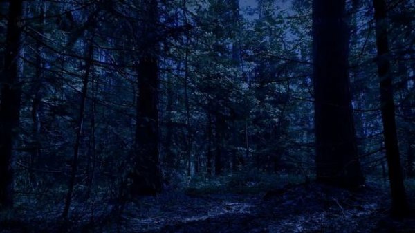Ночной лес Релакс. Звуки ночного леса для спокойного сна.