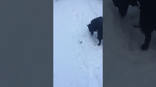 Прогулка с Гаги смотреть онлайн