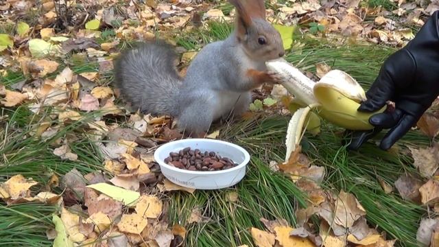 Squirrel eats banana смотреть онлайн