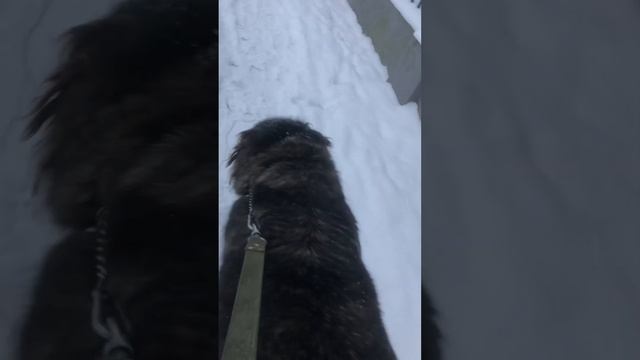 #кавказкаяовчарка#увидела#дворняжек смотреть онлайн