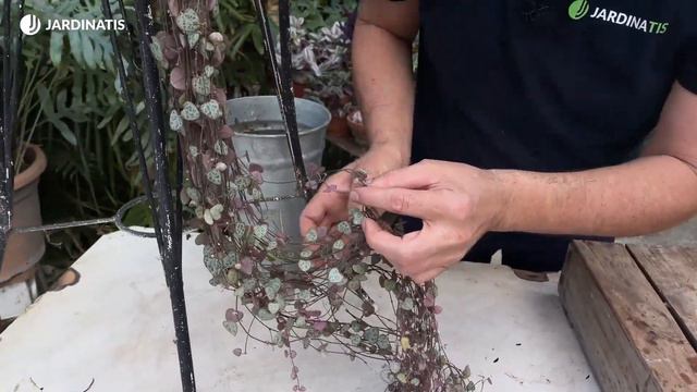 CEROPEGIA WOODII o Rosario de corazones - Cuidados y Propagación // Jardinatis смотреть онлайн