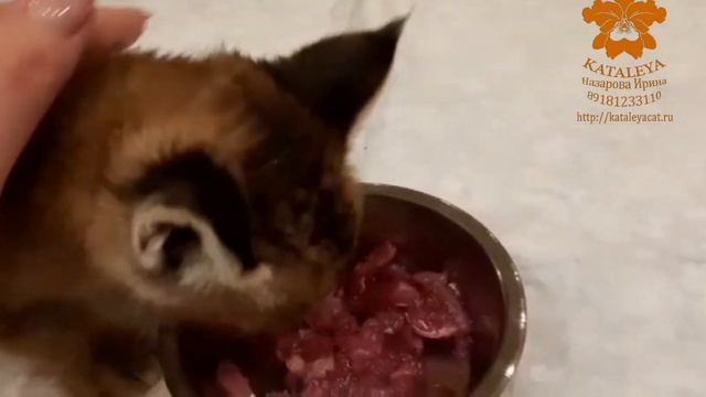 "малыш и мясо" или "как накормить маленькую рысь" смотреть онлайн