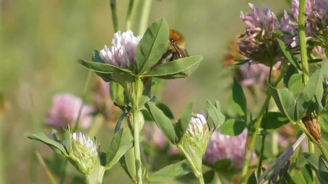 Шмель лезус ( Bombus laesus ) Шмель из Красной книги смотреть онлайн