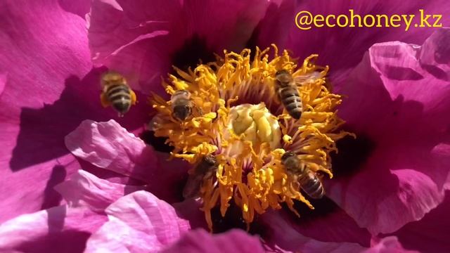 Древовидный пион и пчёлы смотреть онлайн