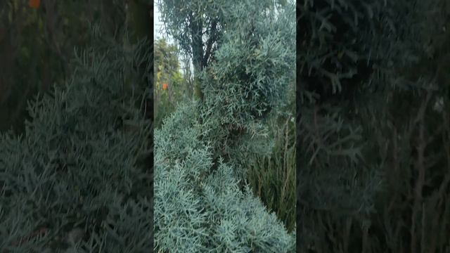 вышло видео о топ 5 быстрой живой изгороди :))) смотреть онлайн