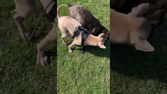 Italian Mastiff ( Cane Corso ) puppy 6m and Thai Ridgeback playing crazy смотреть онлайн