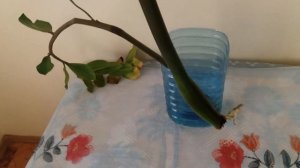 Замиокулькас в воде? Укоренение. Эксперимент