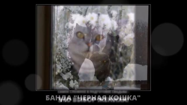 Веселые картинки. Кошки смешные моменты. Прикольные коты смешные. смотреть онлайн