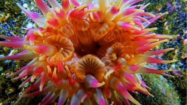 Красавицы Актинии