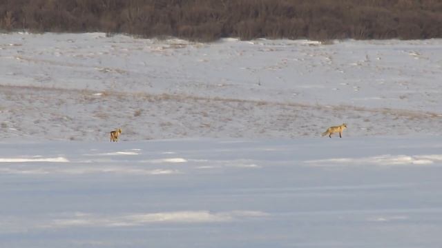 Fox Live,Fox Love.Редкие кадры спаривания лис!