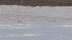 Fox Live,Fox Love.Редкие кадры спаривания лис!