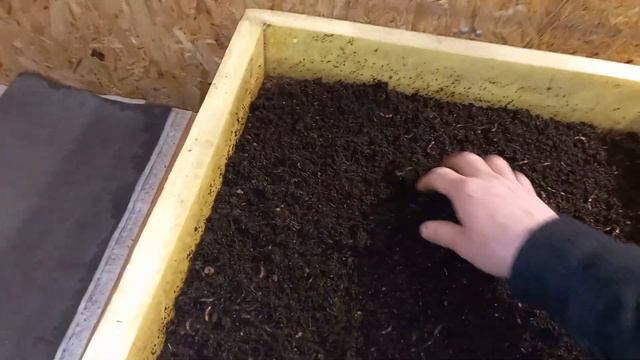 Пришла пора насчитывать калифорнийского червя! смотреть онлайн