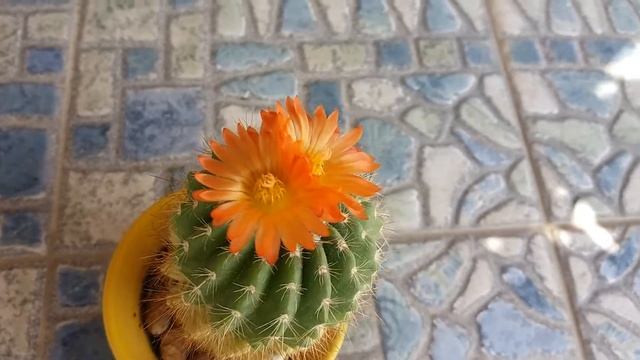 Расцвел Кактус ( Notocactus)