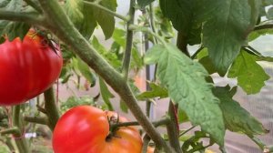 Сорт томата  Бурракерские любимцы /Burracker’s Favorite.