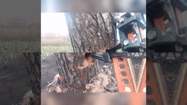 корчевание деревьев с помощью реечного домкрата. смотреть онлайн