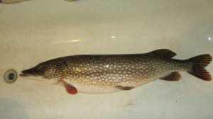 ВОТ ЭТО РЫБАЛКА  !  ЩУКА И СУДАК НА РАТЛИН ЗИМОЙ.