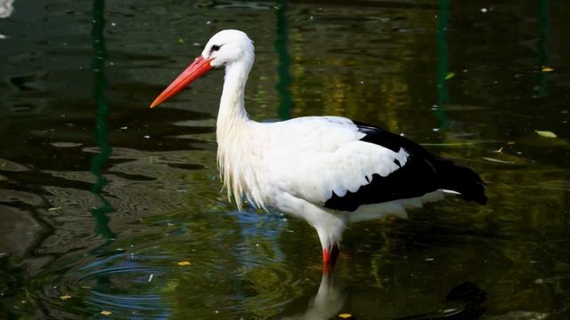 Особливий день! 19 березня яке свято, прикмети, традиції, іменини. Костянтинів день смотреть онлайн