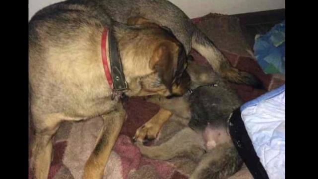 Щенка в мешке подкинули за забор военной части. Но то что сделал командир, повергло всех в шок смотреть онлайн